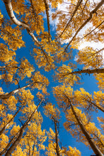 Load image into Gallery viewer, Autumn Aspens 20" x 30"