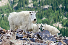 Load image into Gallery viewer, Vincent Van Goat 24" x 16"